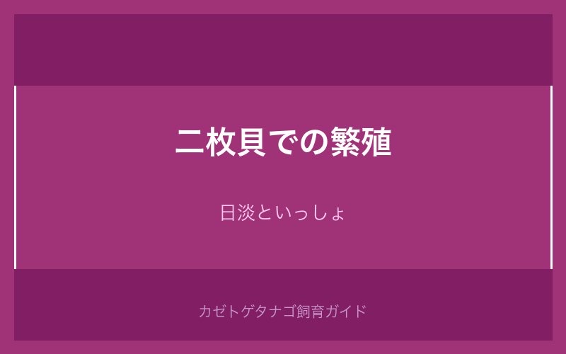 カゼトゲタナゴと二枚貝での繁殖方法