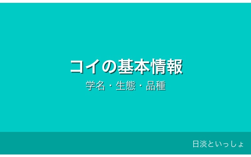 コイの基本情報・学名・生態