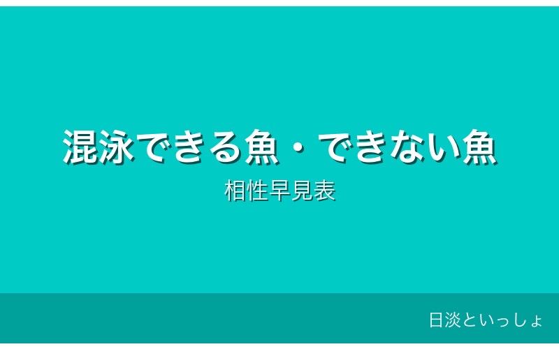 コイの混泳相性