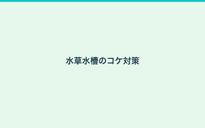 コケを予防する日常管理