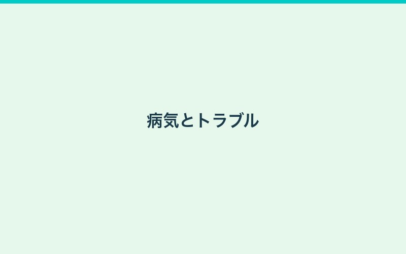 ミナミヌマエビの繁殖方法