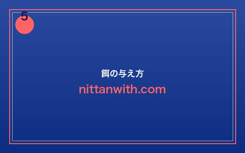 ネオンテトラの餌の与え方