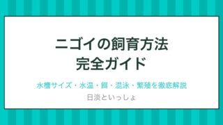 ニゴイの飼育方法完全ガイド アイキャッチ