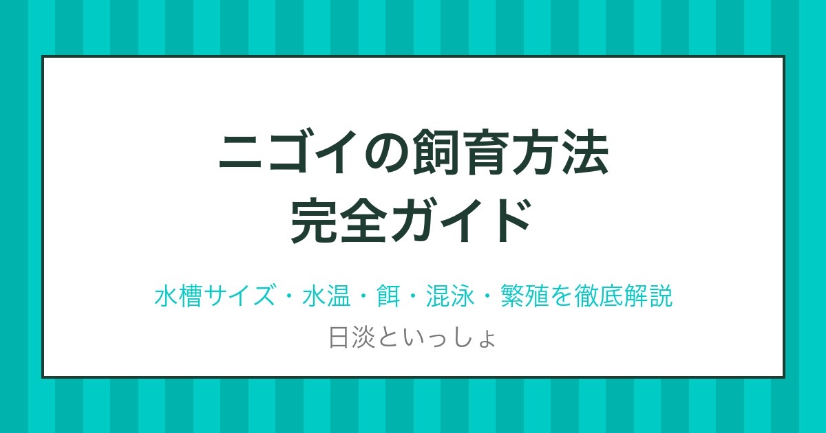 ニゴイの飼育方法完全ガイド アイキャッチ