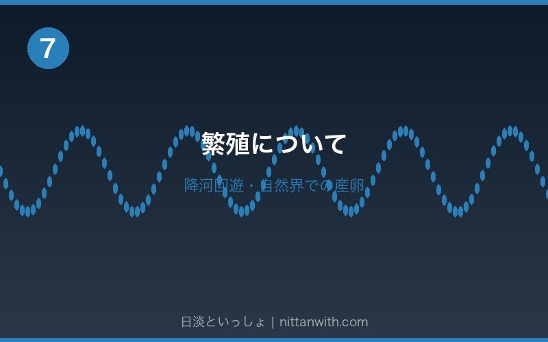 ニホンウナギの混泳 - 単独飼育が基本