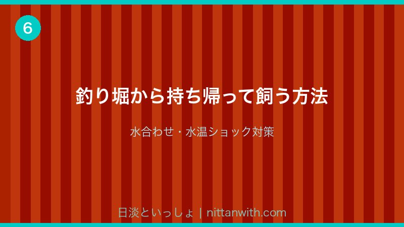 釣り堀からニジマスを持ち帰って飼う方法