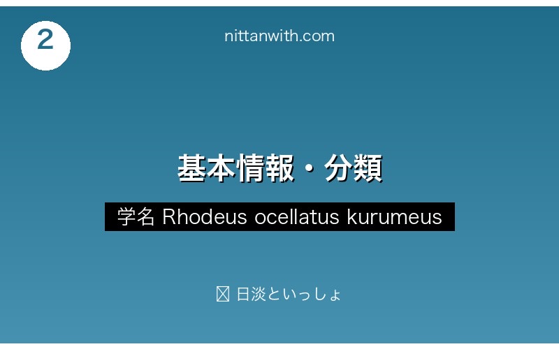 ニッポンバラタナゴの分類・基本情報