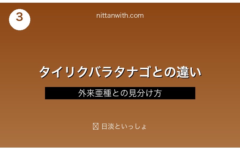 タイリクバラタナゴとニッポンバラタナゴの比較・見分け方