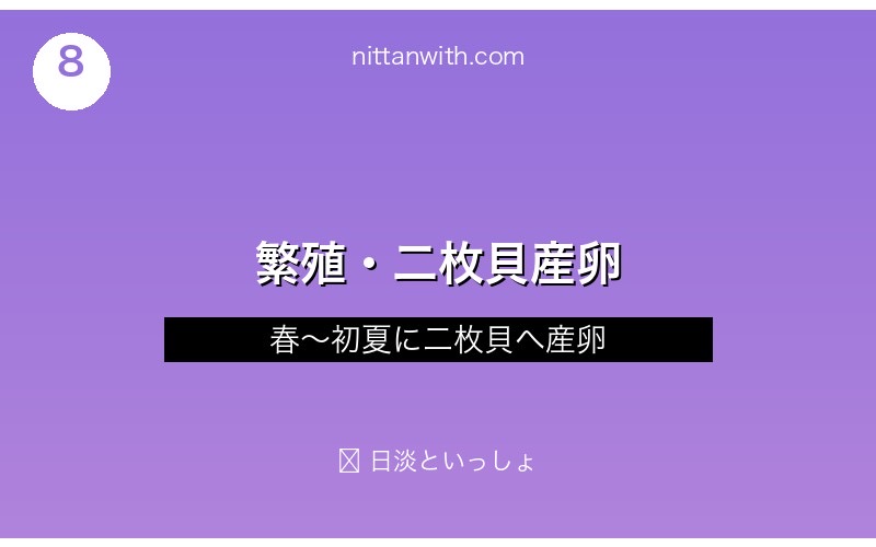ニッポンバラタナゴの繁殖・二枚貝産卵