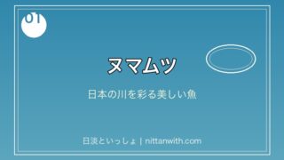 ヌマムツ - 日本の川に生息する美しい淡水魚