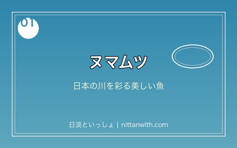 ヌマムツ - 日本の川に生息する美しい淡水魚