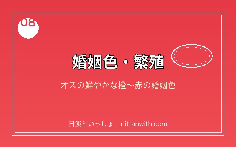 ヌマムツの婚姻色・繁殖方法