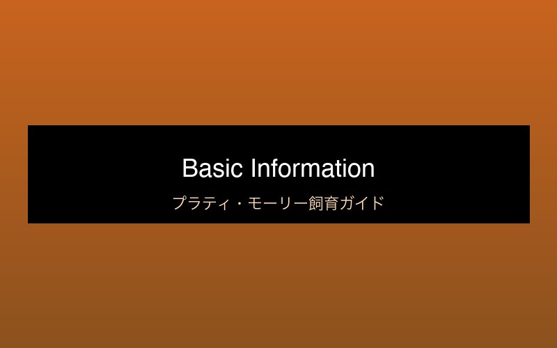 プラティ・モーリーの基本情報
