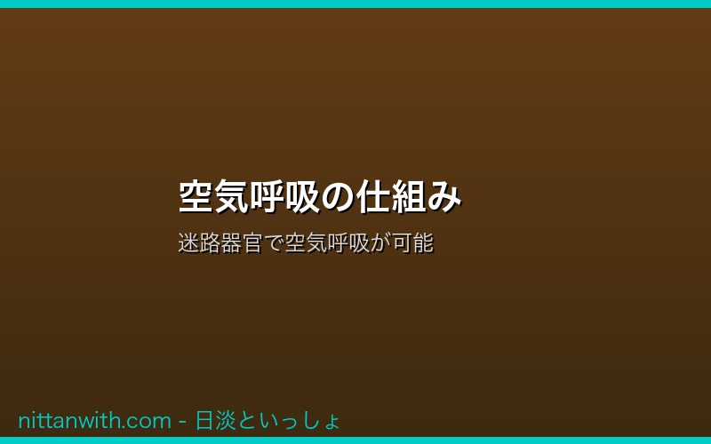 空気呼吸の仕組み