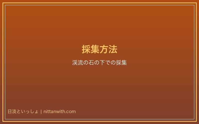 サワガニの採集方法