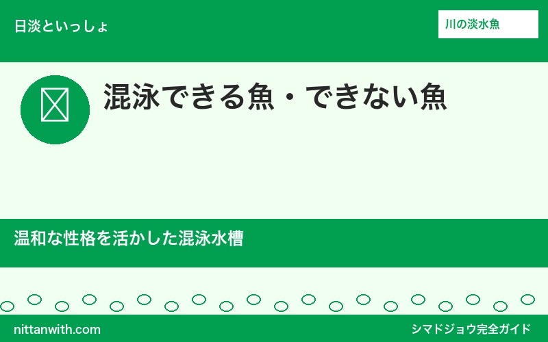 シマドジョウの混泳