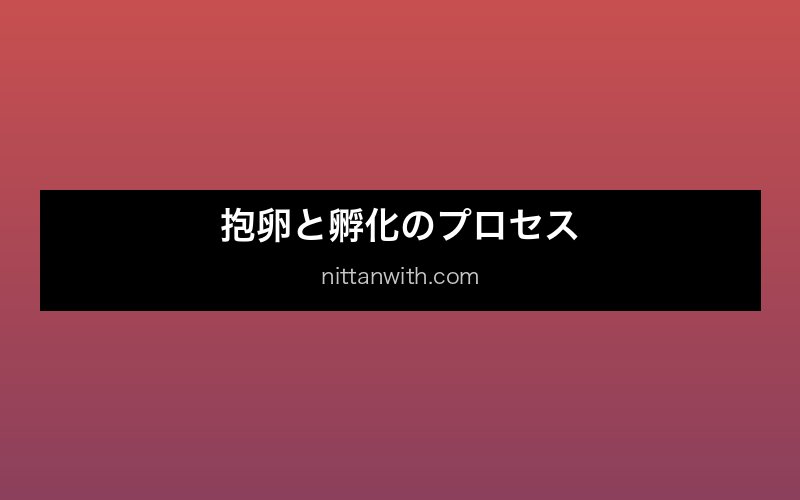 ミナミヌマエビのオスメスの見分け方