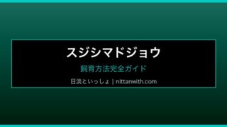 スジシマドジョウ 飼育方法完全ガイド