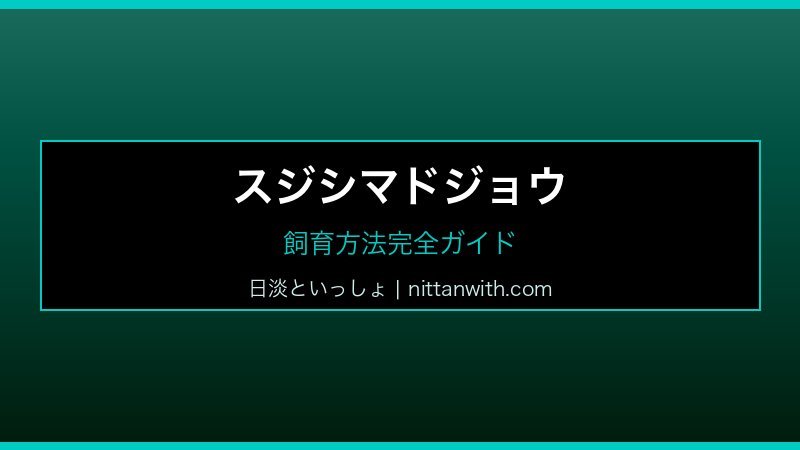 スジシマドジョウ 飼育方法完全ガイド