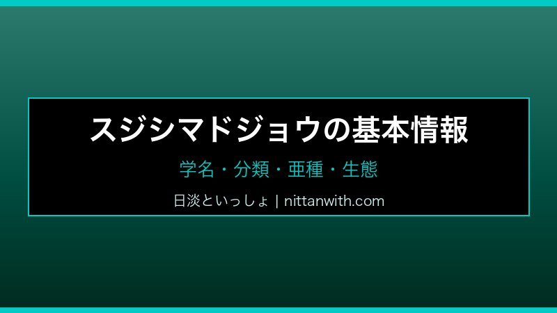 スジシマドジョウ飼育ガイド