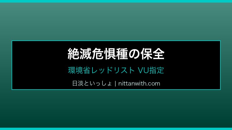 スジシマドジョウ飼育ガイド