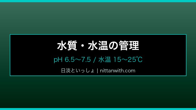 スジシマドジョウ飼育ガイド