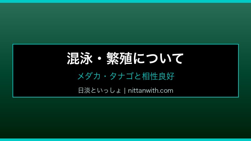 スジシマドジョウ飼育ガイド