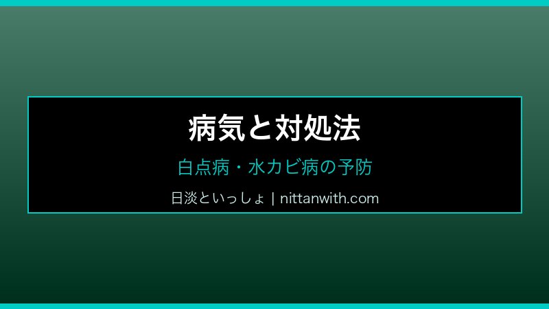 スジシマドジョウ飼育ガイド