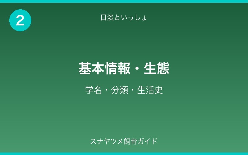 スナヤツメ飼育ガイド - セクション2