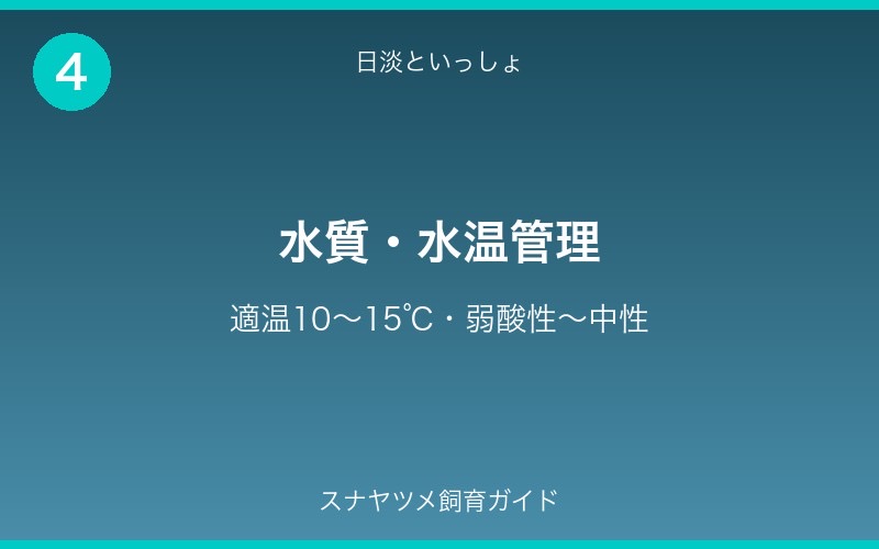 スナヤツメ飼育ガイド - セクション4
