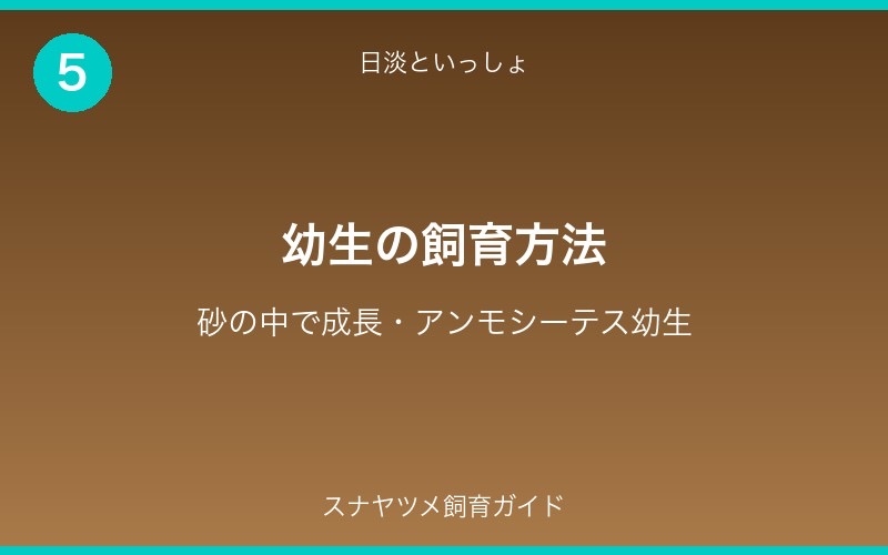 スナヤツメ飼育ガイド - セクション5