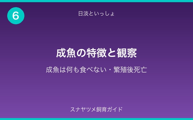 スナヤツメ飼育ガイド - セクション6