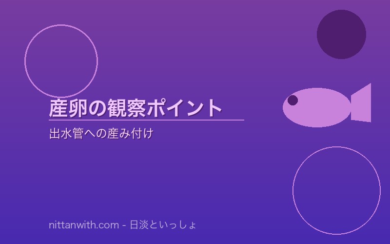 タナゴ繁殖用の二枚貝4種類