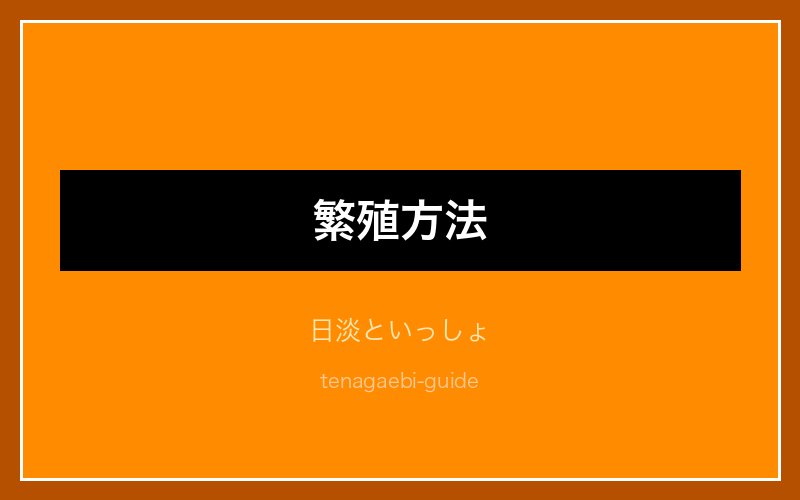 テナガエビの混泳と縄張り