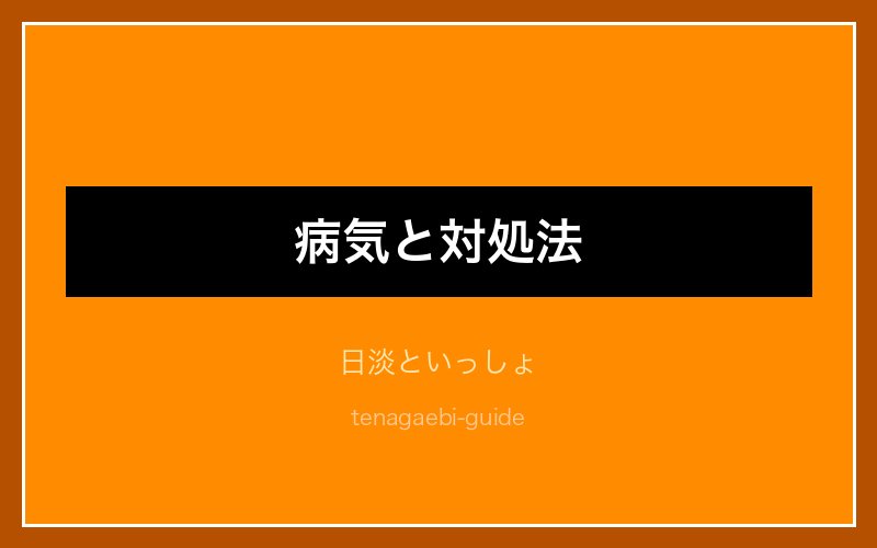 テナガエビの繁殖