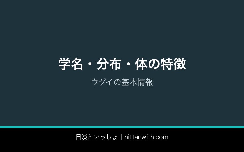 ウグイ飼育ガイド
