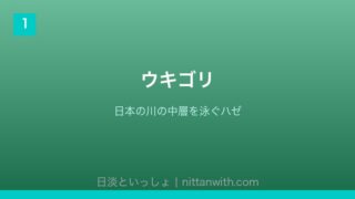 ウキゴリ - 日本の川の中層を泳ぐハゼ科の魚