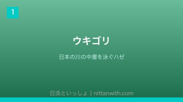 ウキゴリ - 日本の川の中層を泳ぐハゼ科の魚