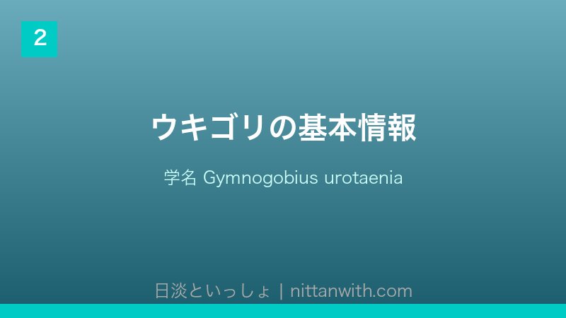 ウキゴリ飼育ガイド
