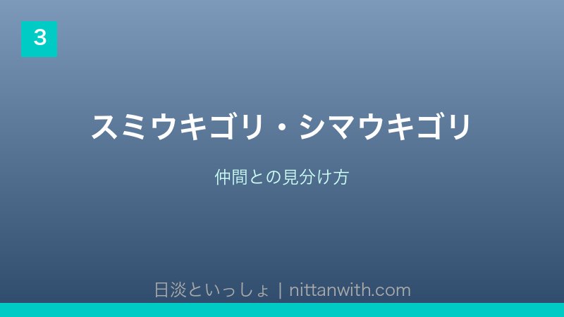 ウキゴリ飼育ガイド