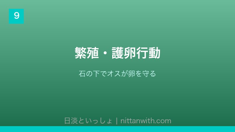 ウキゴリ飼育ガイド