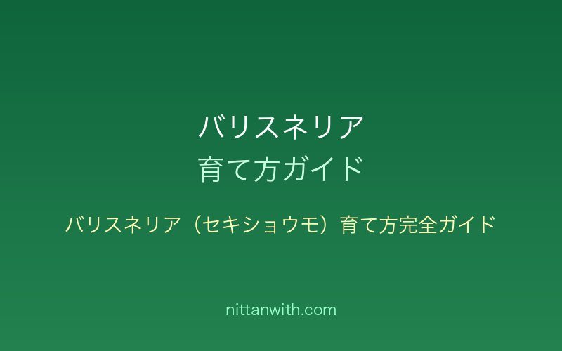バリスネリア（セキショウモ）育て方完全ガイド