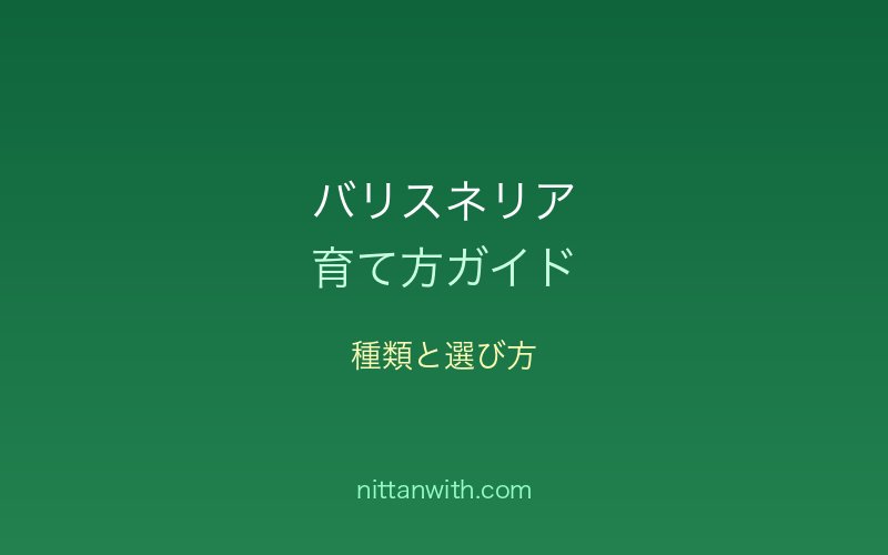 バリスネリアの種類と選び方