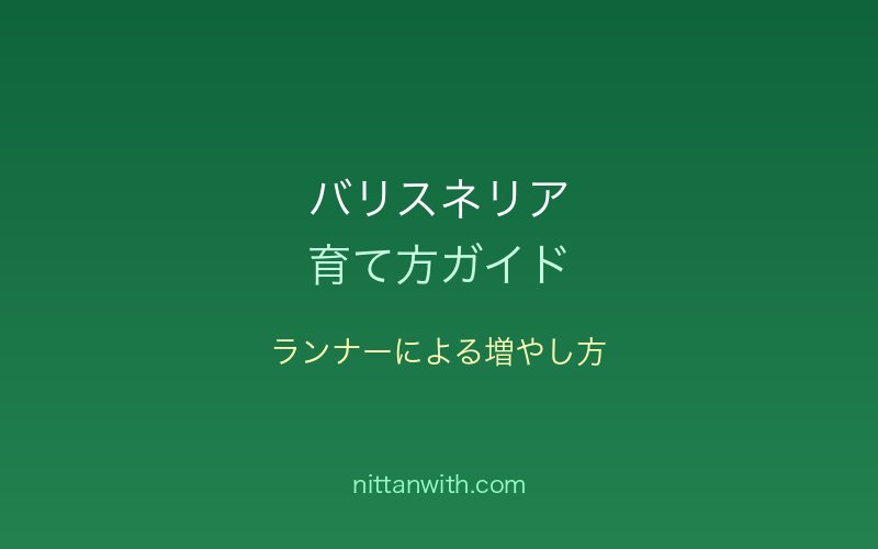 バリスネリアのランナーによる増やし方