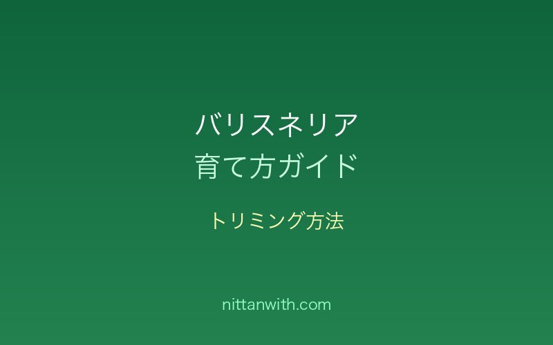 バリスネリアのトリミング方法