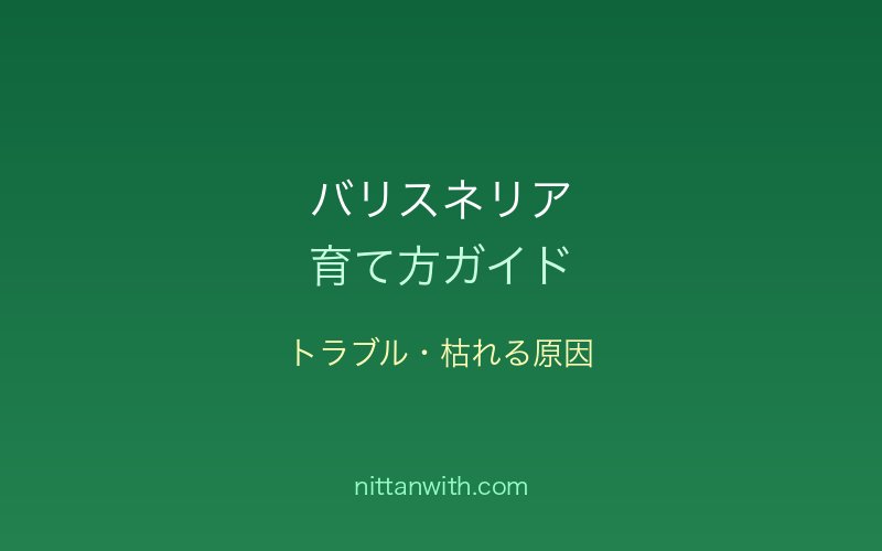 バリスネリアのトラブル・枯れる原因