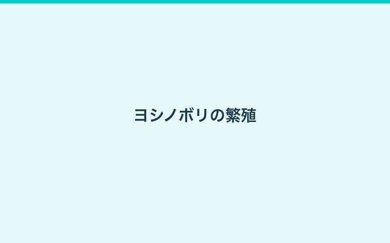 ヨシノボリ飼育ガイド