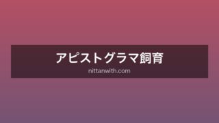 アピストグラマ飼育