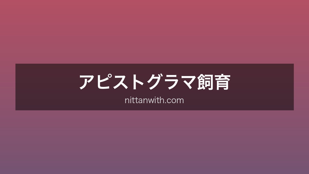 アピストグラマ飼育