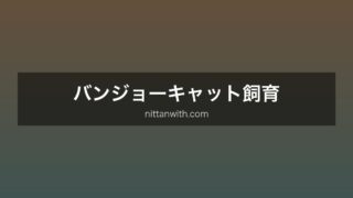 バンジョーキャット飼育